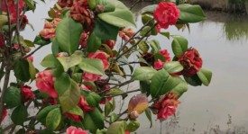 足球比赛悬念迭起：黑马崛起，豪门暗流涌动，赛季深入展望